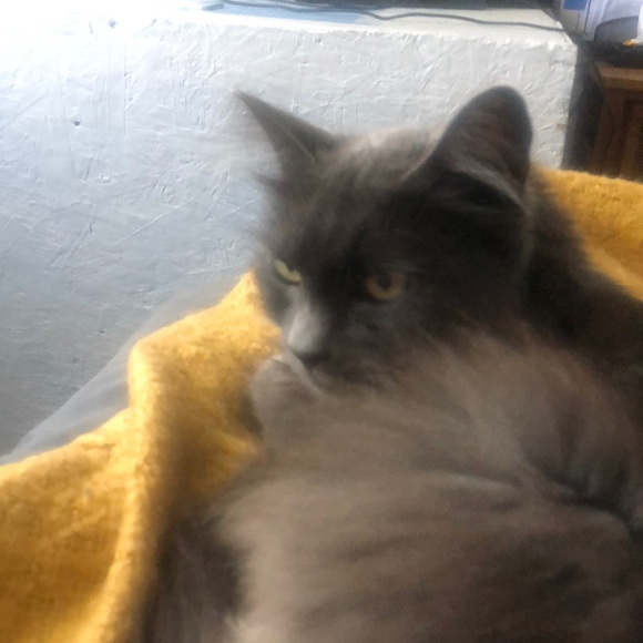 Meet your Posher, Annette - Picture 1 of 1